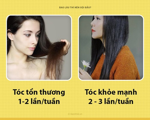 Tùy theo chất tóc mà số lần gội đầu cũng có sự khác nhau.
